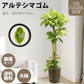 【楽天スーパーSALE】観葉植物 アルテシマゴム 高さ：約150-170cm 10号 グリーン プレゼント ギフト クリスマス 母の日 父の日 敬老の日 お祝い 開店御祝 新居御祝 就任御祝 上場御祝 インテリア おしゃれ 送料無料 バスケット付き カゴ付き