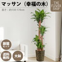 【選べるサイズ】観葉植物 マッサン（幸福の木） 高さ：約80-100cm 約160-180cm グリーン プレゼント ギフト クリスマス 母の日 父の日 敬老の日 お祝い 開店御祝 新居御祝 就任御祝 上場御祝 送料無料 バスケット付き カゴ付き