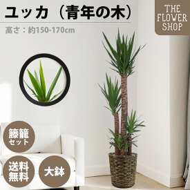 【楽天スーパーSALE】【選べるサイズ】観葉植物 ユッカ（青年の木） 高さ：約80-100cm 約160-180cm グリーン プレゼント ギフト クリスマス 母の日 父の日 敬老の日 お祝い 開店御祝 新居御祝 就任御祝 上場御祝 送料無料 バスケット付き カゴ付き