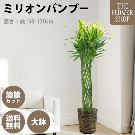【楽天スーパーSALE】【選べるサイズ】観葉植物 ミリオンバンブー 高さ：約80-100cm 約160-180cm グリーン プレゼント ギフト クリスマス 母の日 父の日 敬老の日 お祝い 開店御祝 新居御祝 就任御祝 上場御祝 送料無料 バスケット付き カゴ付き