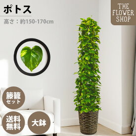 【楽天スーパーSALE】【選べるサイズ】観葉植物 ポトスタワー 高さ：約80-100cm 約160-180cm グリーン プレゼント ギフト クリスマス 母の日 父の日 敬老の日 お祝い 開店御祝 新居御祝 就任御祝 上場御祝 送料無料 バスケット付き カゴ付き