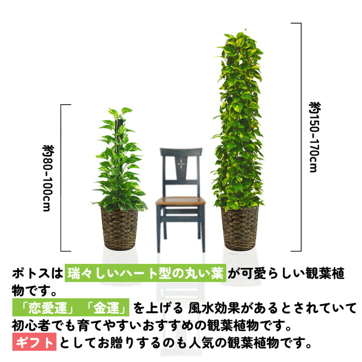 楽天市場】【お買い物マラソン】【選べるサイズ】観葉植物 ポトス 