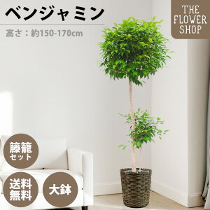 ϗtA xW~ F150-170cm 10 O[ v[g Mtg NX}X ̓ ̓ hV̓ j JXj Vj ACj j CeA   o