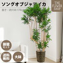 観葉植物 ソングオブジャマイカ 高さ：約150-170cm 10号 グリーン プレゼント ギフト クリスマス 母の日 父の日 敬老の日 お祝い 開店御祝 新居御祝 就任御祝 上場御祝 インテリア おしゃれ 送料無料 バスケット付き カゴ付き