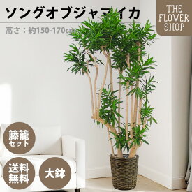 【楽天スーパーSALE】観葉植物 ソングオブジャマイカ 高さ：約150-170cm 10号 グリーン プレゼント ギフト クリスマス 母の日 父の日 敬老の日 お祝い 開店御祝 新居御祝 就任御祝 上場御祝 インテリア おしゃれ 送料無料 バスケット付き カゴ付き