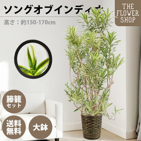 【楽天スーパーSALE】【選べるサイズ】観葉植物 ソングオブインディオ 高さ：約80-100cm 約160-180cm グリーン プレゼント ギフト クリスマス 母の日 父の日 敬老の日 お祝い 開店御祝 新居御祝 就任御祝 上場御祝 インテリア 送料無料 バスケット付き カゴ付き