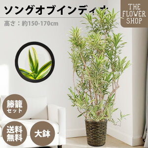 yIׂTCYzϗtA \OIuCfBI F80-100cm 160-180cm O[ v[g Mtg NX}X ̓ ̓ hV̓ j JXj Vj ACj j C