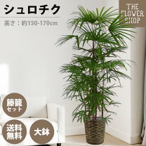 楽天市場】棕櫚竹 シュロチクの通販