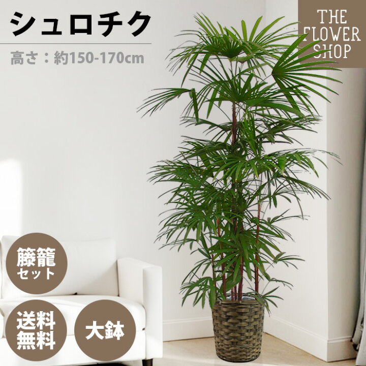 楽天市場】【選べるサイズ】観葉植物 シュロチク 高さ：約80-100cm 約 