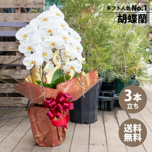 Ӓ 3{ n ֐ 24ֈȏiڂ݊܂ށj F65cm hV̓ ̓ Mtg a j JXj ACj 