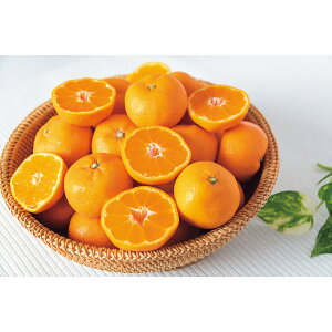 F{Y݂ 4kg t[c ʕ ݂ Mtg v[g j 蕨 j Ԃ   Cj A yY  H HMtg HXC[c