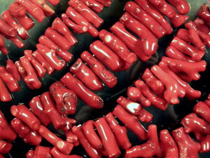 VR΃r[YXi񂲁j } 嗱 10`30mm炢1A40cm