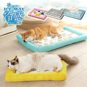 yP2{!11/11܂Łzybgxbh ėp ڐG⊴ ybgpxbh   Ђ 􂦂 ~ ʋC N[  Maleficent }bg NbV   L