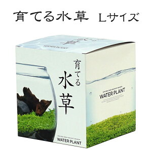 アリウム 種の人気商品 通販 価格比較 価格 Com アリウム 種の人気商品 通販 価格比較 価格 Com