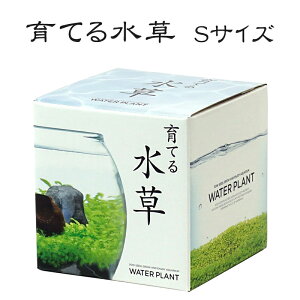 水草 種 Diy 工具の人気商品 通販 価格比較 価格 Com