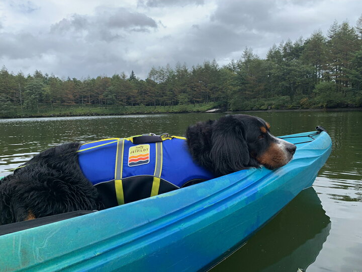 楽天市場】JET PILOT JP22210 DOG PFD LIFE JACKET ジェットパイロット 