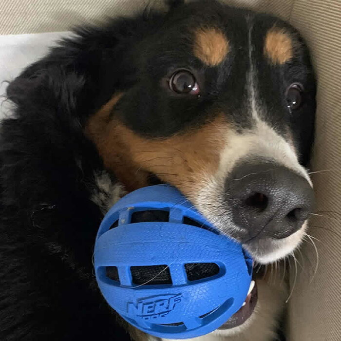 楽天市場 Nerf ナーフ Nerf Dog 3toy Set 犬のおもちゃ 3ピースセット Toy Set Crunch Squeak0 犬用 Nerf ナーフ 犬 おもちゃ 音が鳴る オモチャ スポーツボール 小型犬 中型犬 大型犬 ボール 遊び ワンちゃん 新品 スリーラブ