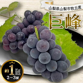 8月下旬出荷 送料無料 山梨県 牧丘産 種無し巨峰 1Kg 2～3房