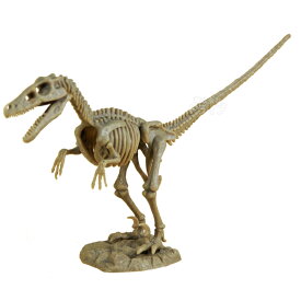 恐竜発掘セット ベロキラプトル 骨格模型 CL-119K 020034 ラッピング不可
