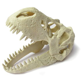 頭蓋骨発掘セット ティラノサウルス 本物の化石付き 骨格模型 ED-236K 045037 ラッピング不可