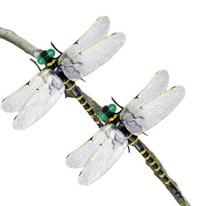 MIMIMACHI 悯g{ ɂ Ij} g{ x  12cm {Ƃ I悯  x_ Ԍ AEghA ނ St Ro ƒ؉  XYo` nCLO 