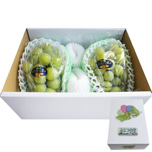 VC}XJbg  2[ 540g×2 RY Mtg 킢̂  p ̓ ̓ hV̓  Ԃǂ v[g ʕ  t[c ̂ l  fUC