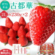 古都華 いちご 2L 2パック 苺 奈良県産 ことか 高級 フルーツギフト ブランドいちご 結婚祝 出産祝 内祝 …