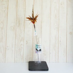 S[Lbg GO CAT ChVO[tH[[ For You ]yybg Lpi lR ˂ g[C TOY  I` ߋ ˂炵z