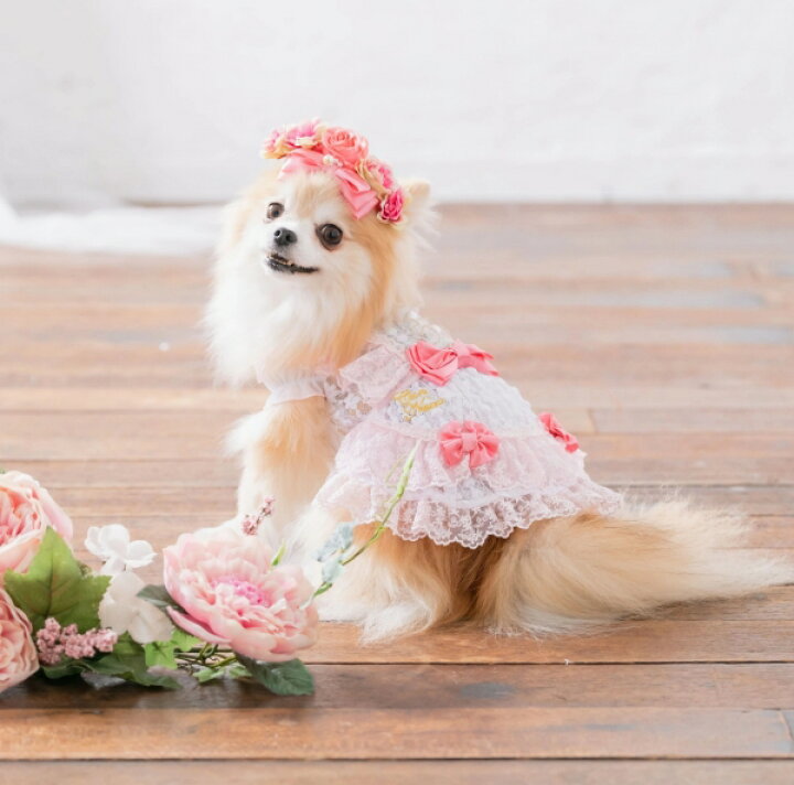楽天市場】きゃんナナ CanNana サマーレースワンピース 1111【小型犬 