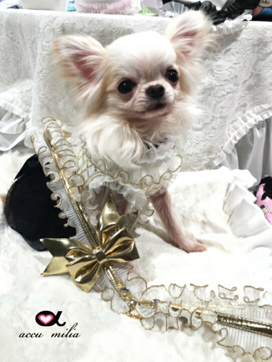 楽天市場】babymary×アキュミリア accu milia コラボ コットン リード 