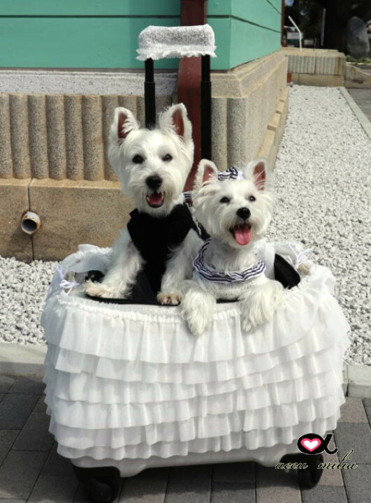 楽天市場】アキュミリア accu milia キャリーケースフリルカバー(S  