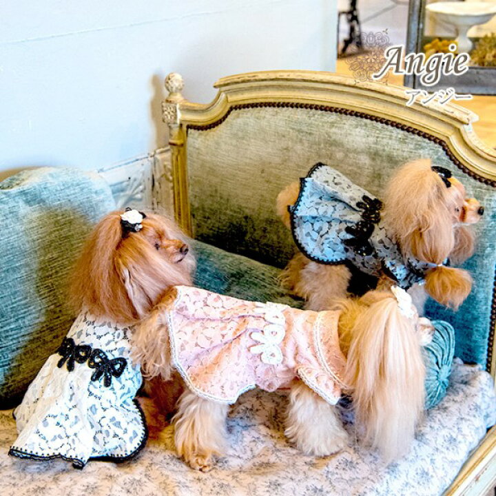 楽天市場】グラマーイズム Glamourism アンジー Angie【小型犬 犬服 