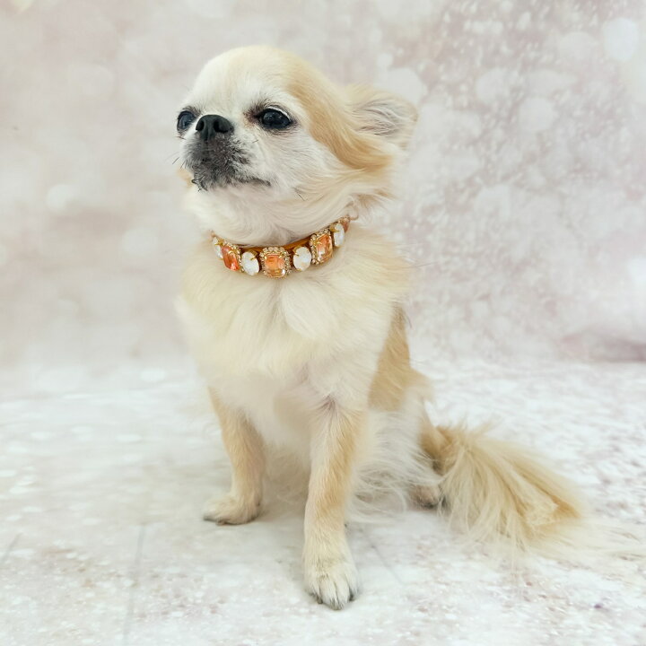楽天市場】フォーペッツオンリー For Pets Only Amber Princess Collar 