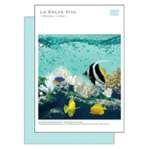 }ChEFCu tHgV[Y A5gWm[g 11956 ANAtBbV | tHgV[Y A5gWm[g