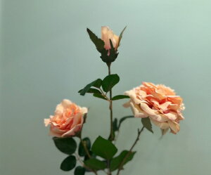 TOKYODO ������ �G��(ZAKKA) �E �_�}�X�N�X�v���[���[�Y #6 PEACH �s�[�` ���� MAGIQ �ԍ� �A�[�e�B�t�B�V�����t�����[ ���[�Y �o�� ���i�� �X�P�W���[���� �蒠�̃^�C���L�[�p�[