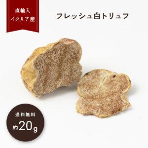 y20gڈztbV gt C^AY A H O咿  i tbVgt gt | ① N[  MtgyeBmgt TINO TRUFFLESz