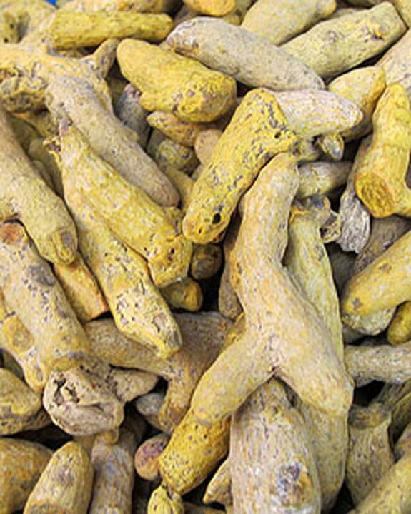 楽天市場 ターメリックパウダー Turmeric Powder 100gボトル うこん インドカレー スパイス 香辛料 Tirakita お買い得 お試し 食品 食材 アジアン食品 エスニック食材 インド雑貨 アジア雑貨 Tirakita