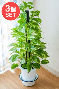 yz 3Zbgzx AeB[Ñz[[ ړI{E Oa21.5cmx / ق낤 Gi K[f AeBbNi AWA Ch CeA GXjbN