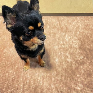 J[ybg ]ˊ 6 3 4.5 4 TCY h_j RۖhL pW[  L ybgΉ y  O[ x[W sN u[ O[ 6 4 3 O { gΉ zbgJ[