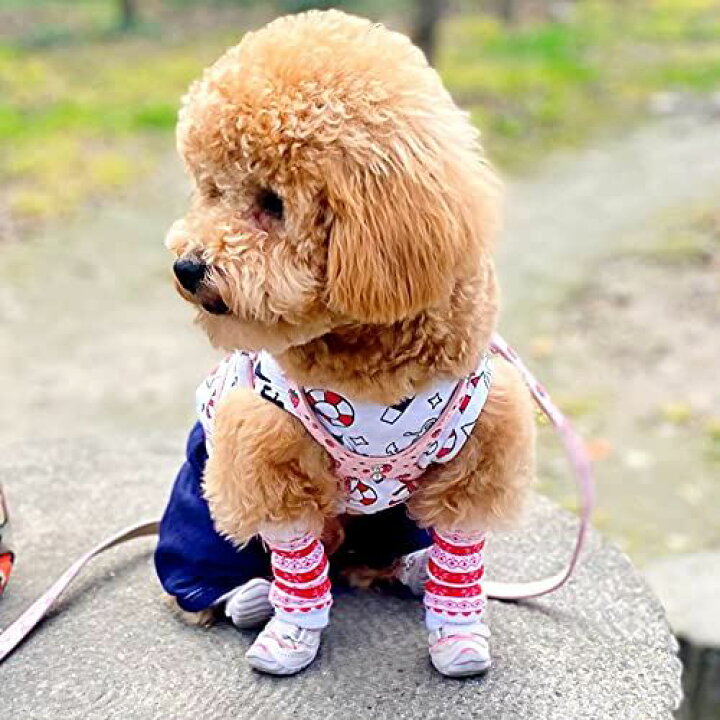 楽天市場 Kuveela Pet 犬用品 レッグウォーマー 老犬 ペットウェア ハイソックス ロングソックス 関節プロテクター 犬用膝サポーター 防寒 汚れ防止 足温か s 8枚 色ランダム 色ランダム 8枚 T M Bストア 楽天市場 Kuveela Pet 犬用品 レッグウォーマー 老犬 ペットウェア ハイソックス ロングソックス 関節プロテクター 犬用膝サポーター 防寒 汚れ防止 足温か s 8枚 色ランダム 色ランダム 8枚 T M Bストア
