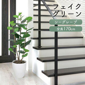 tFCNO[ V[O[v S 1.7m glpa050 // |s[  CeA A { sv AO[   XgXy A@lHϗtA 170cm