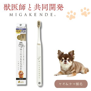 12/4 20:00` XP7{ × X[p[Z[ VRюuV ~KPf ME}A // Xebv2 MIGAKENDE _炩 VRюuV N 薁 ^ ^ Uybg