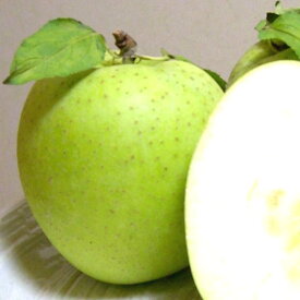 青森産 王林りんご おうりんりんご 約5kg 中玉 18〜20個入り CA貯蔵リんご|青森りんご 王林 おうりん 黄色いりんご 長期貯蔵 林檎 アップル リンゴ