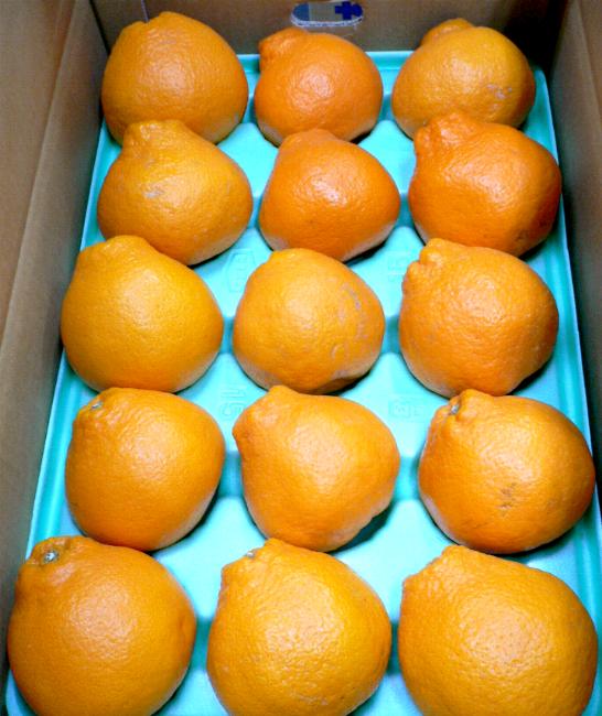 和歌山産「はるみ」（大玉  15個前後入り）蜜柑のような概観。皮が薄くて食べやすい、甘い柑橘です。デコポンに近い風味です。（でこぽん/デコポン/みかん/ポンカン） |  京の老舗の果物屋　鳥羽伊三