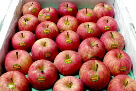 青森産「いかりりんご」 超新鮮!「ふじりんご」 10kg (小玉46個入り)〔店長おすすめ果物です〕リンゴ専用冷蔵庫保蔵で、夏でも旬の美味しさが楽しめます　ノーワックス/ふじりんご