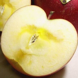 長野産 安曇野高原の サンふじリンゴ 約5kg 大玉 14個入り 化粧箱 ※甘い林檎ですが蜜入り保証はいたしかねます|Fuji お祝い お見舞い お供え のし対応 お歳暮 御歳暮 2024 ギフト プレゼント 富士 りんご アップル 林檎 あづみ