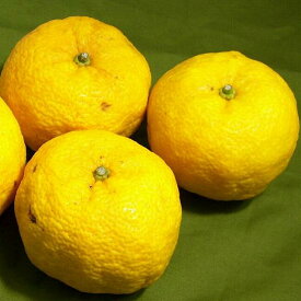 高知産 柚子 ゆず 小玉 12〜13個前後入り|ユズ 黄色いゆず 柚 土佐