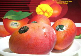 台湾産 アップルマンゴー 大玉 12〜14個入り|たいわん アップルマンゴー MANGO 芒果 ギフト プレゼント 台湾マンゴー