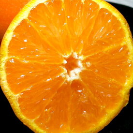 和歌山産 有田 田村 セミノール オレンジ 34個入り|ありだ たむら 柑橘 高級オレンジ