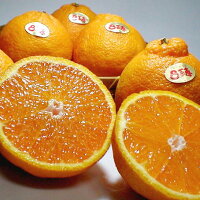 佐賀産吉森デコ百恵